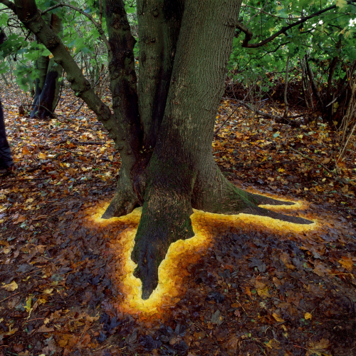 Andy Goldsworthy Glowing Tree