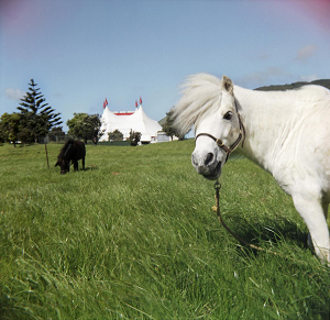 image of horse discovering nz photography